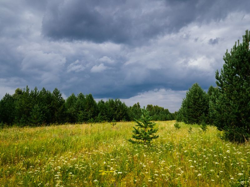 Pool Land Clearing in Marietta, GA