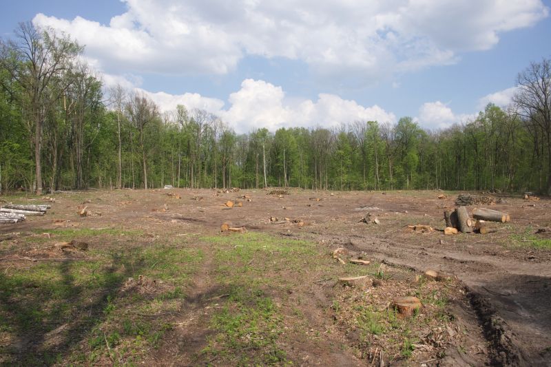 Undergrowth Removal in Houston, TX