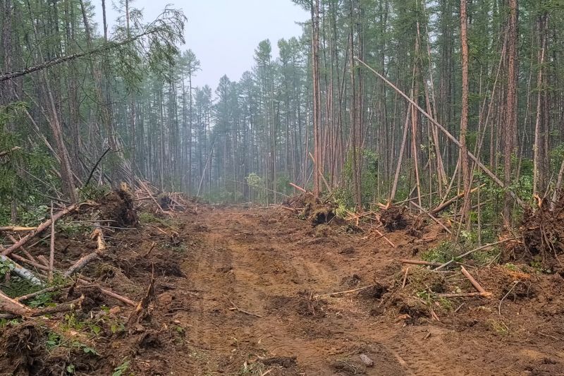 Undergrowth Removal in Houston, TX